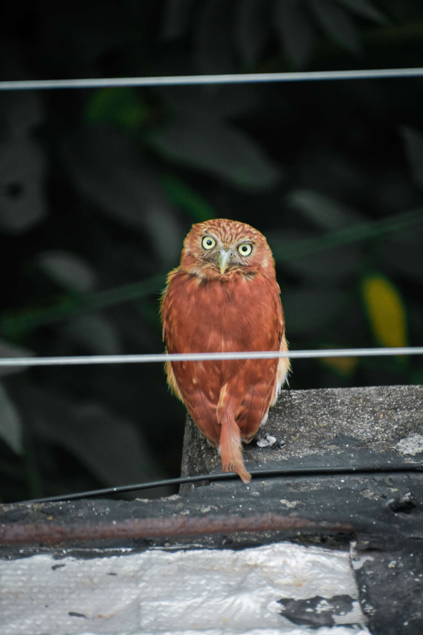 Plancia ëd Glaucidium peruanum König & C 1991