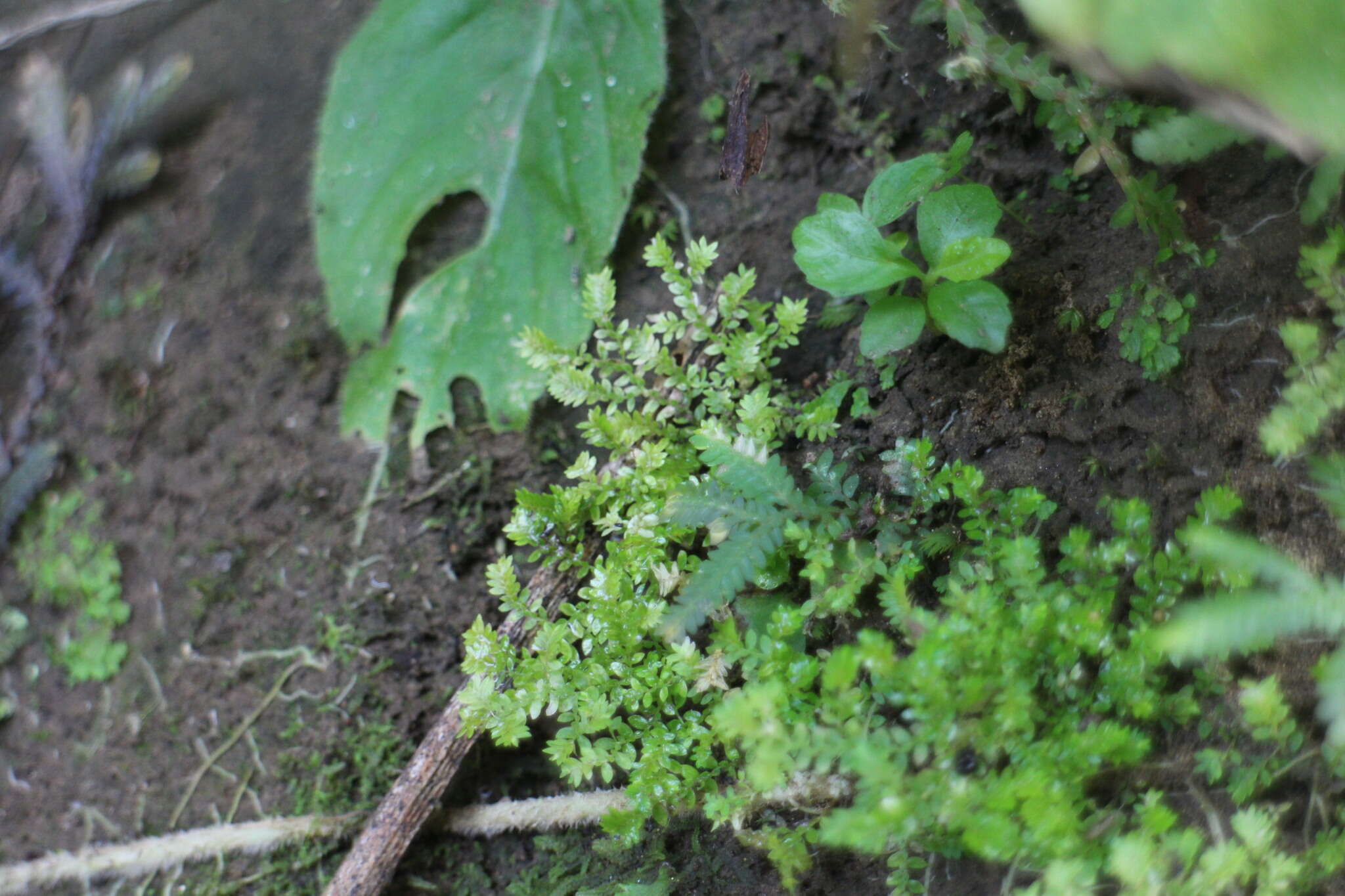 Selaginella devolii H. M. Chang, P. F. Lu & W. L. Chiou resmi