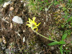 Image de Arnica angustifolia subsp. iljinii (Maguire) I. K. Ferguson