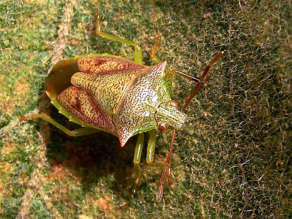 Image of Podisus Herrich-Schaeffer 1851