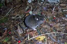 Image of Taiwan Field Mouse