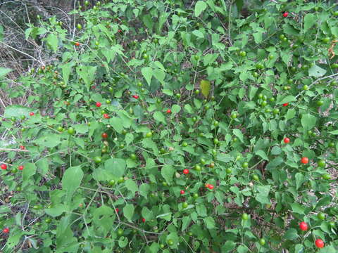 Imagem de Capsicum annuum var. glabriusculum (Dun.) Heiser & Pickersgill