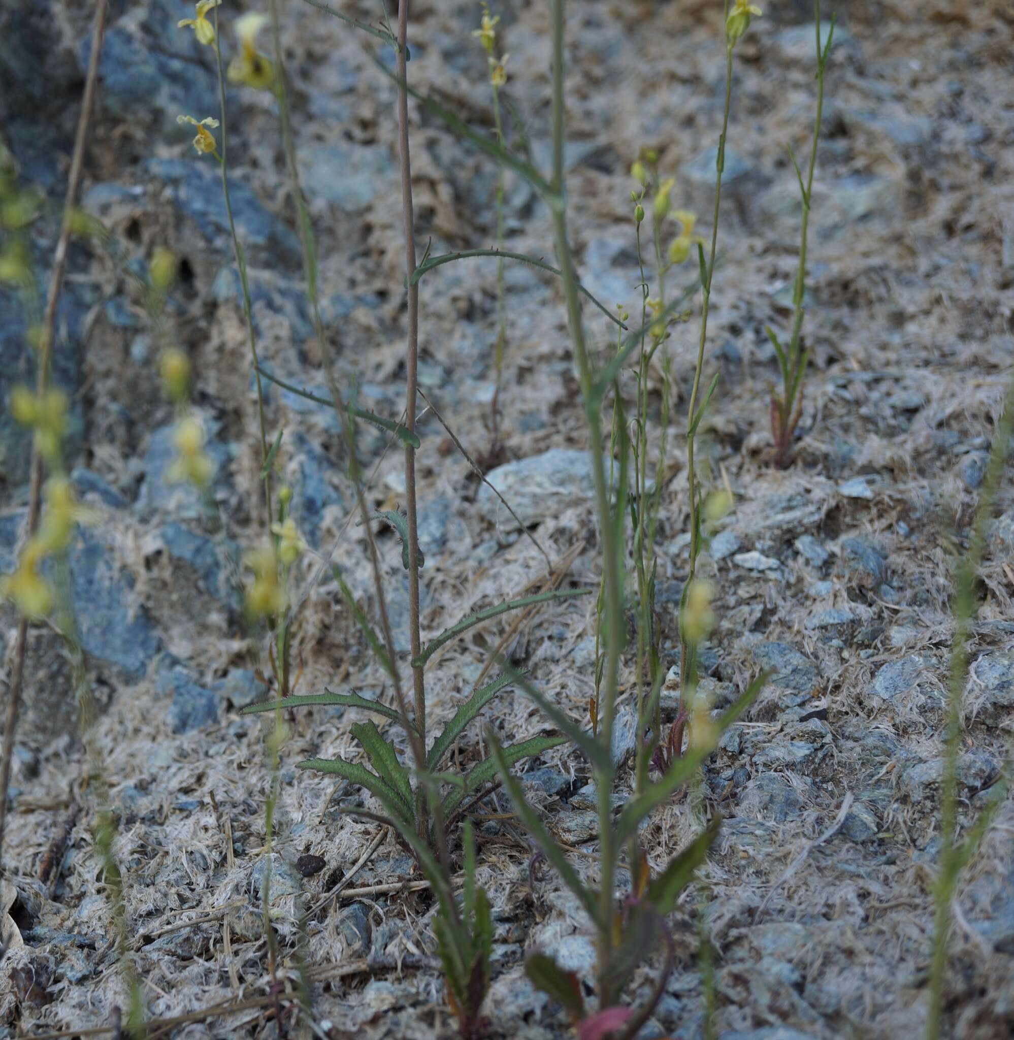 Image of Streptanthus glandulosus subsp. sonomensis (Kruckeberg) M. Mayer & D. W. Taylor