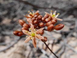 Image of Drimia vermiformis J. C. Manning & Goldblatt