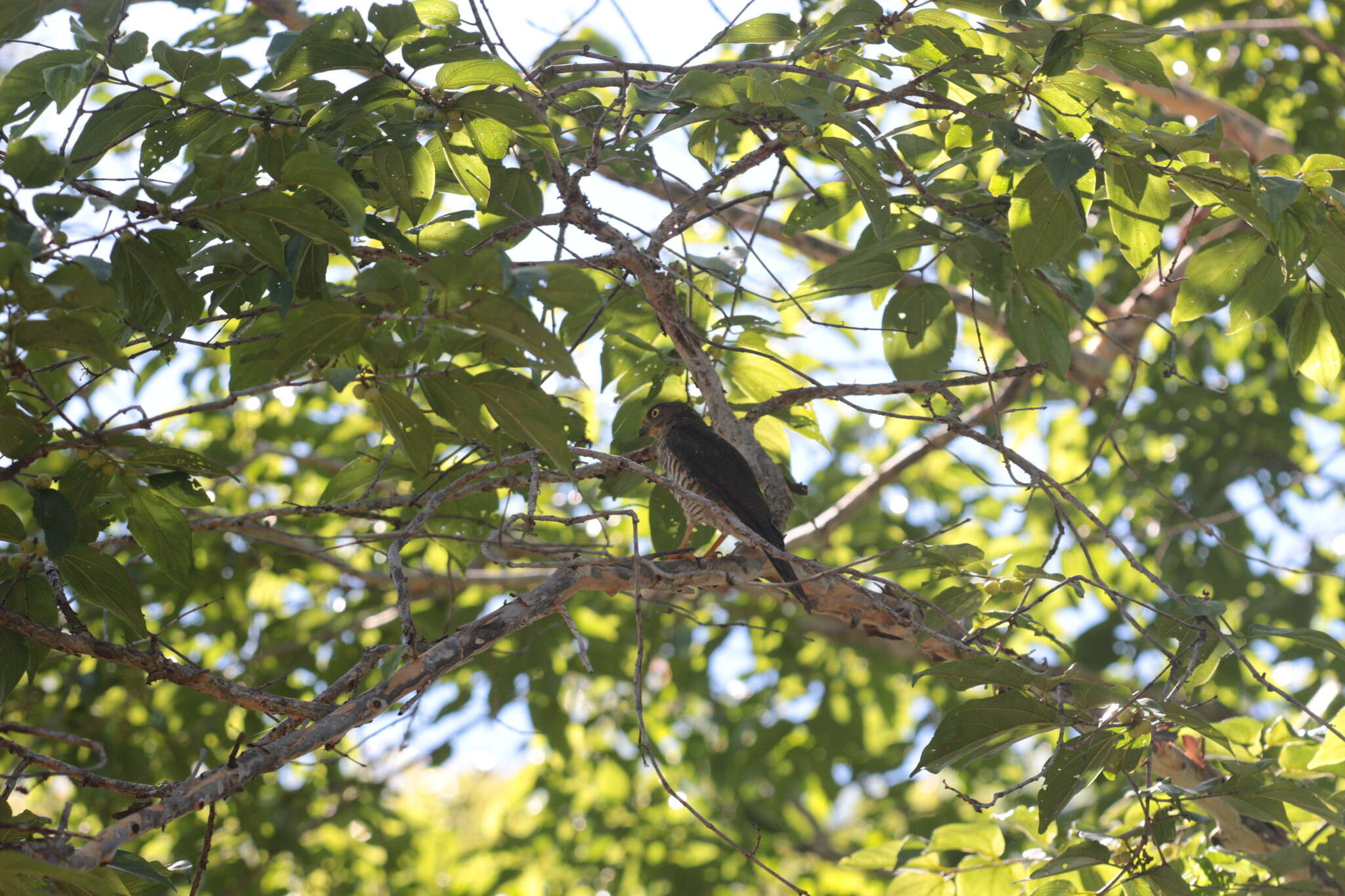 Image of Frances's Goshawk