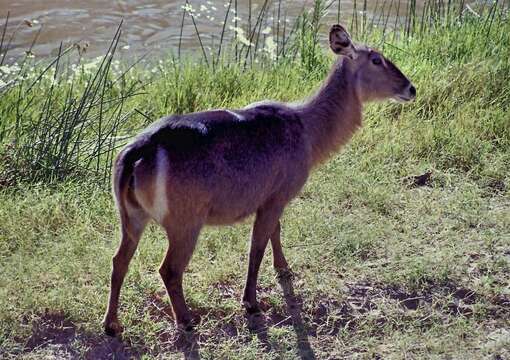 Image of Reduncinae