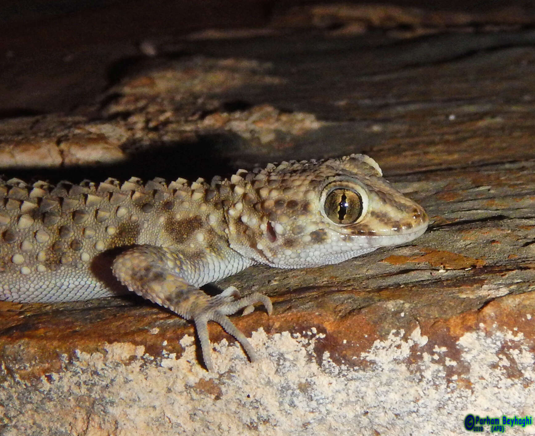 Слика од Tenuidactylus caspius (Eichwald 1831)