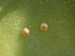 Image of Cactus scale