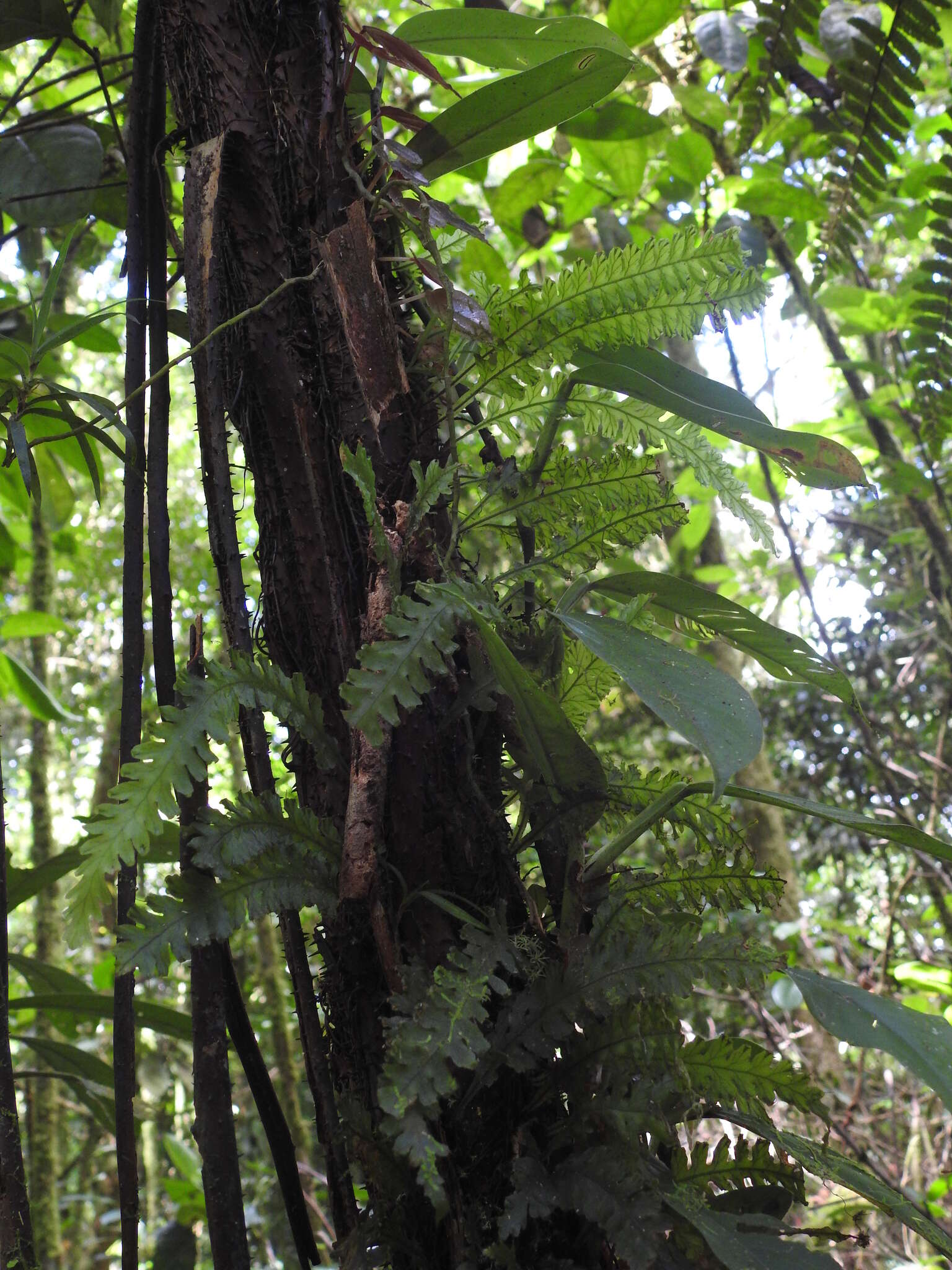 Image of jeweled bristle fern