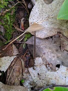 Image of Entoloma conicum (Sacc.) Hesler 1967