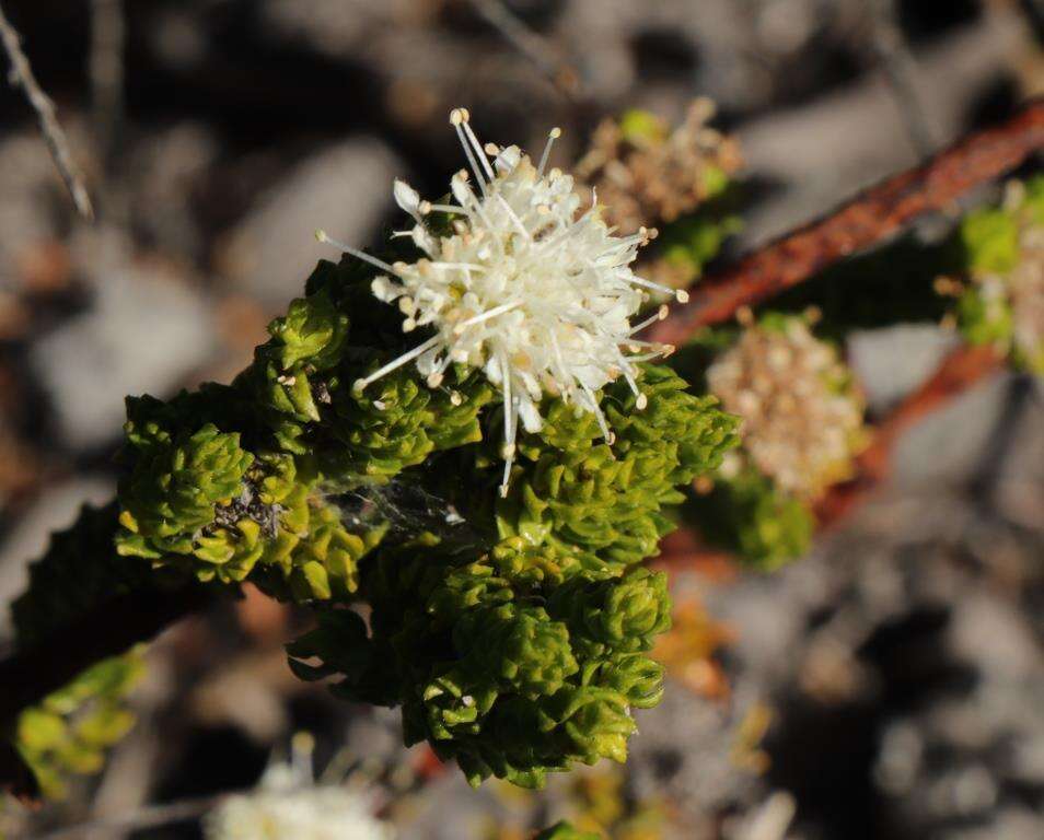 Image of Agathosma scaberula Dümmer