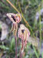 Image of Zebra orchid