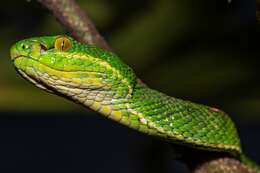 Image of Nepal pitviper