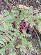 Image of Lycopodium japonicum Thunb. ex Murray