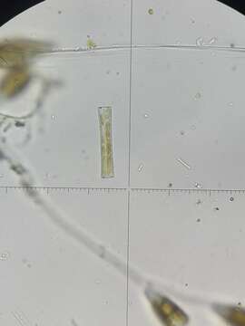 Image of Diatoma tenuis