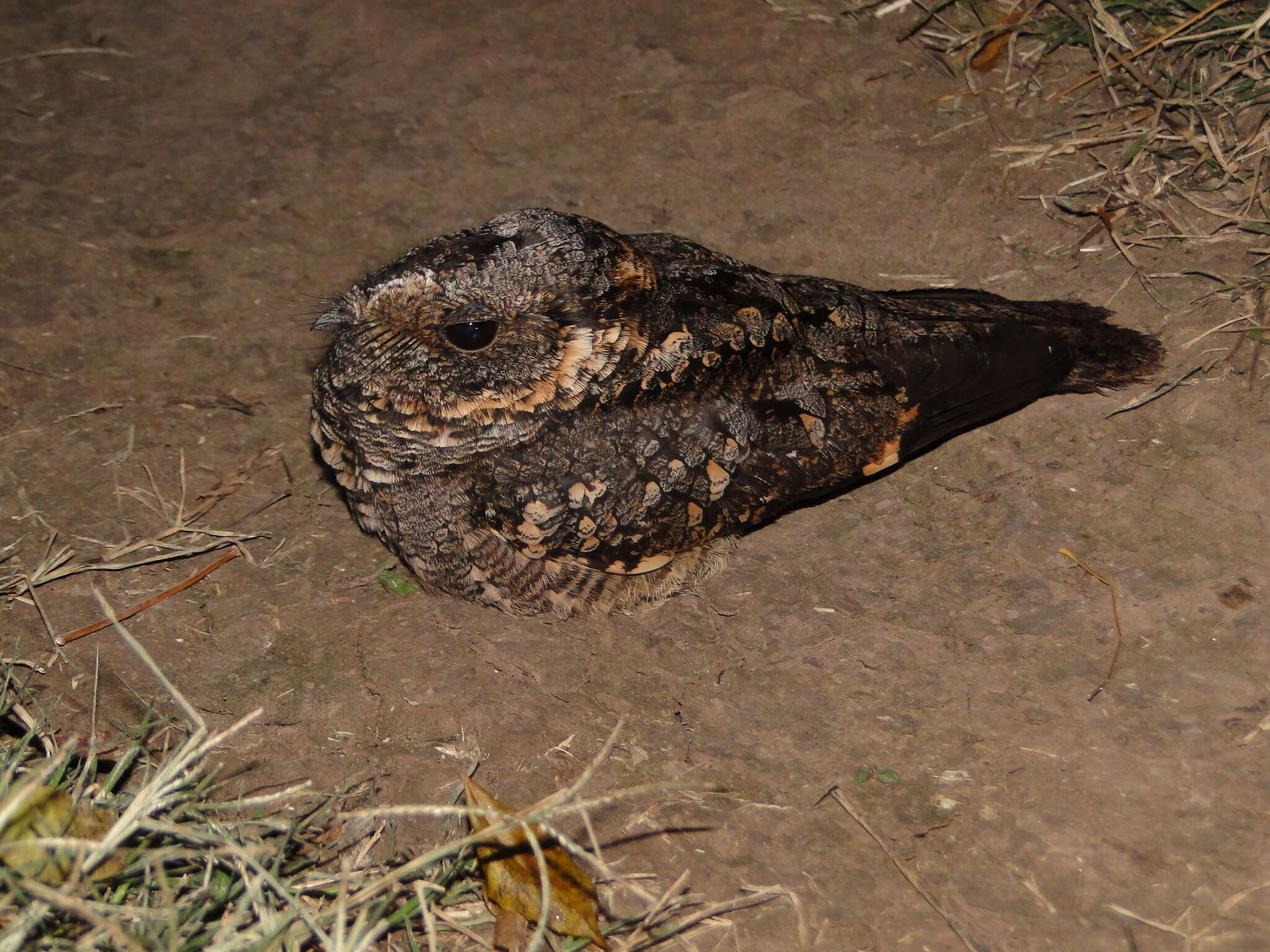 صورة Systellura longirostris (Bonaparte 1825)