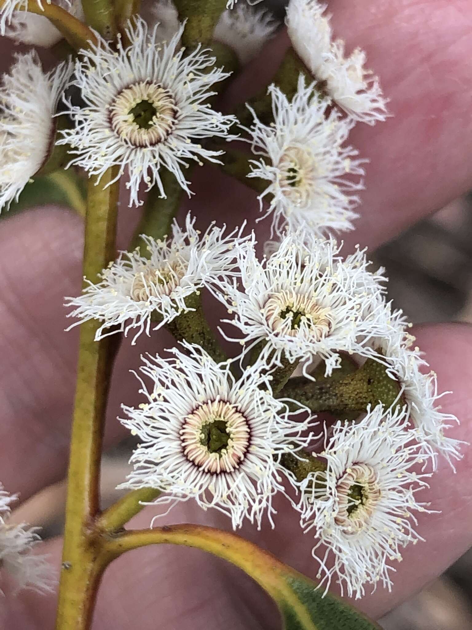 Imagem de Eucalyptus sieberi L. A. S. Johnson