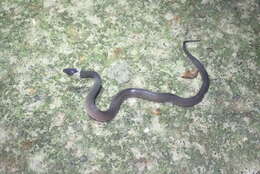 Image of Non-banded Philippine Burrowing Snake