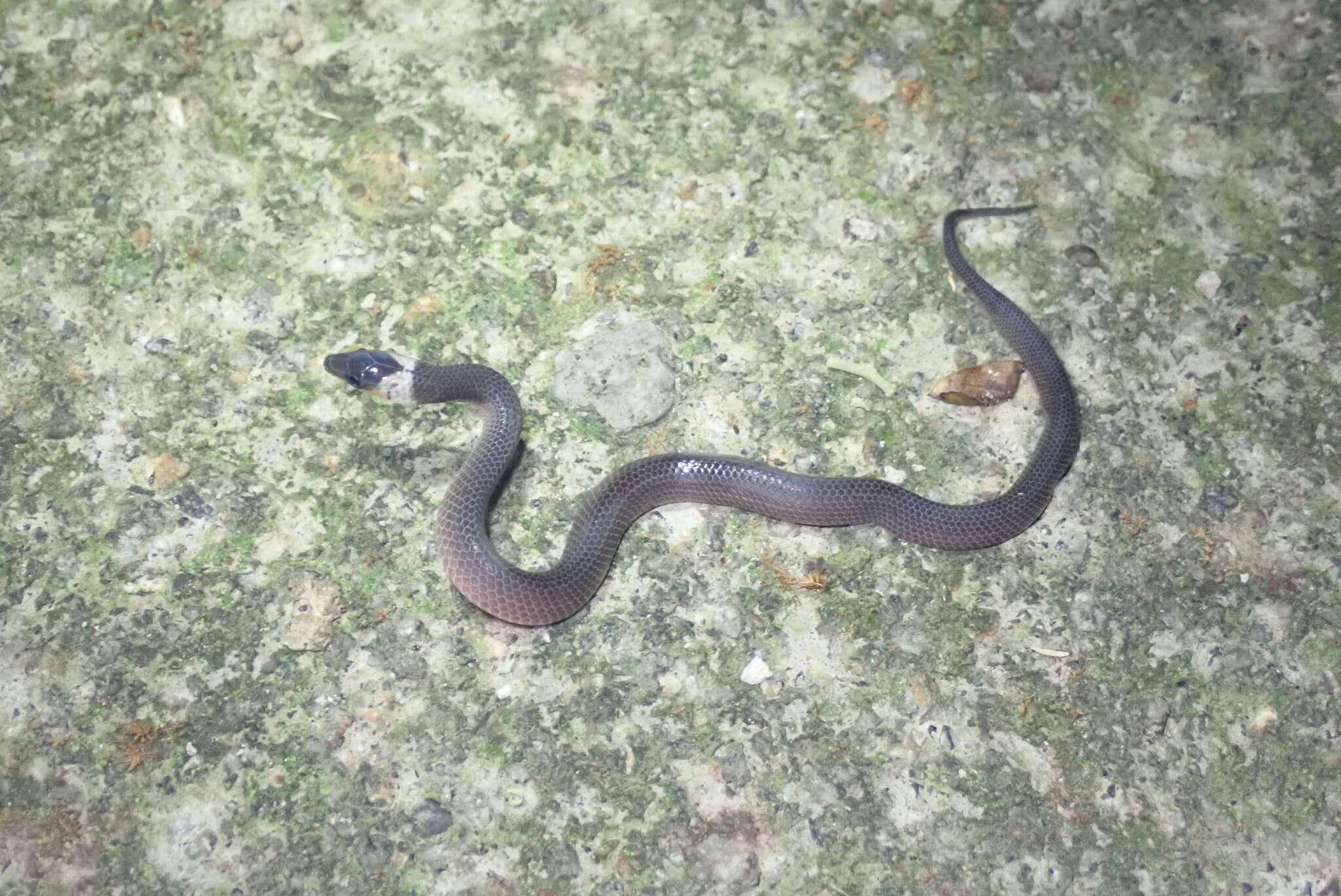 Image of Non-banded Philippine Burrowing Snake