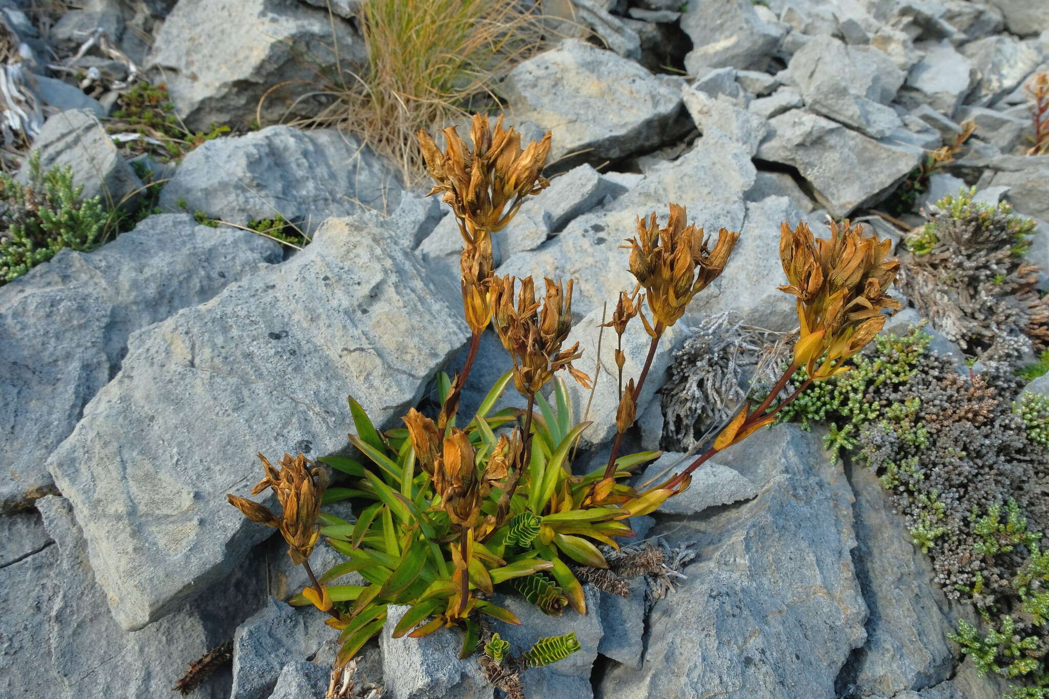 Gentianella angustifolia Glenny的圖片