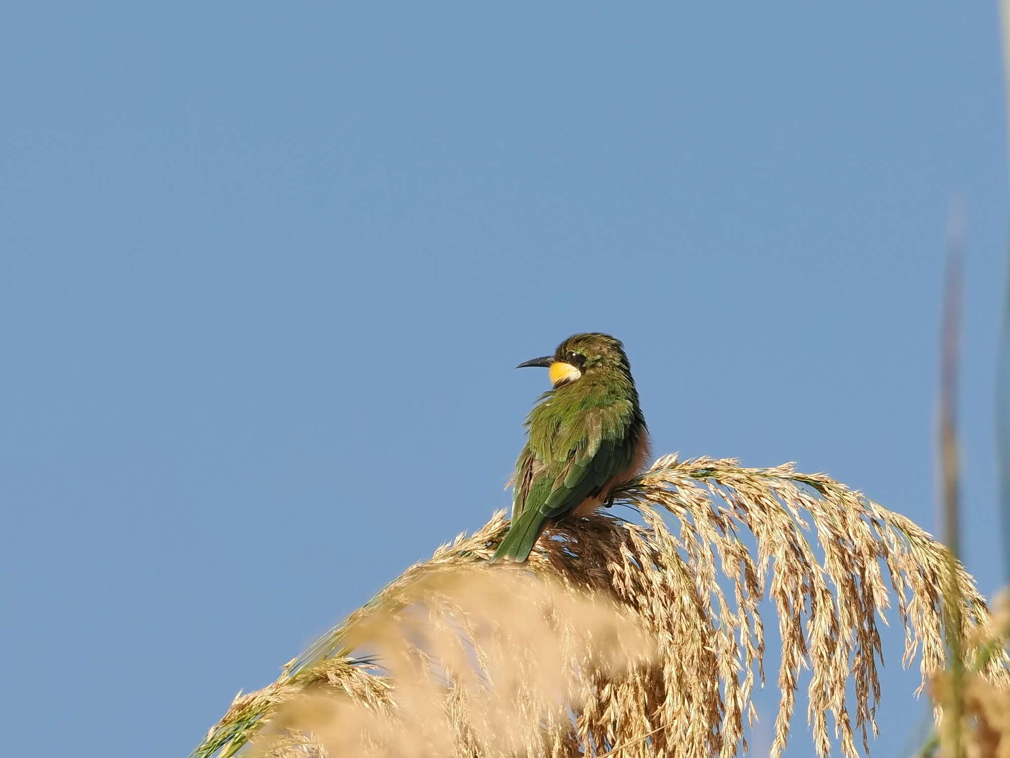 Image of Blue-breasted Bee-eater