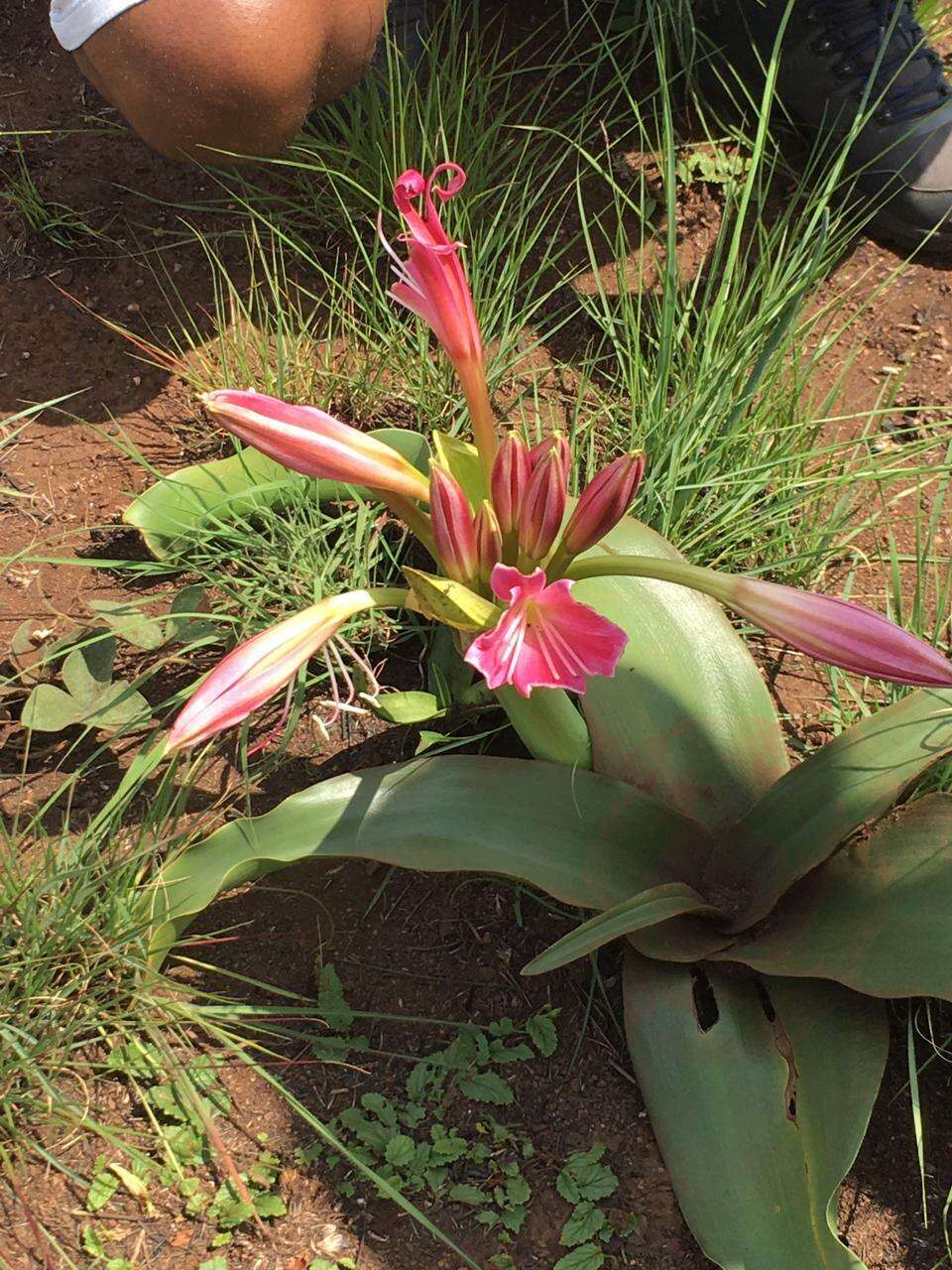 Image de Crinum graminicola I. Verd.