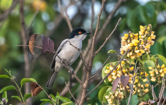 Image of Northern Puffback