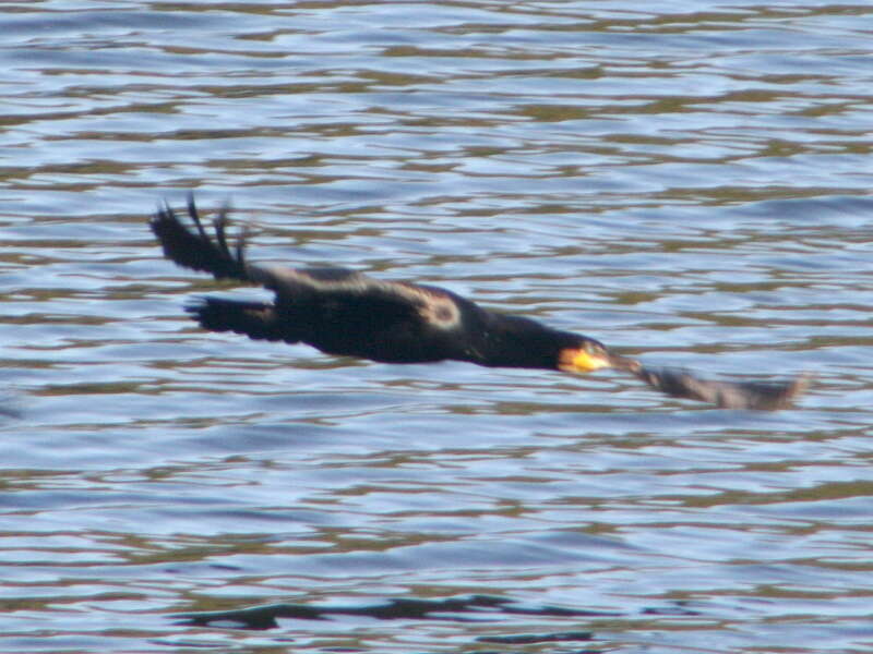 Phalacrocorax carbo novaehollandiae Stephens 1826的圖片