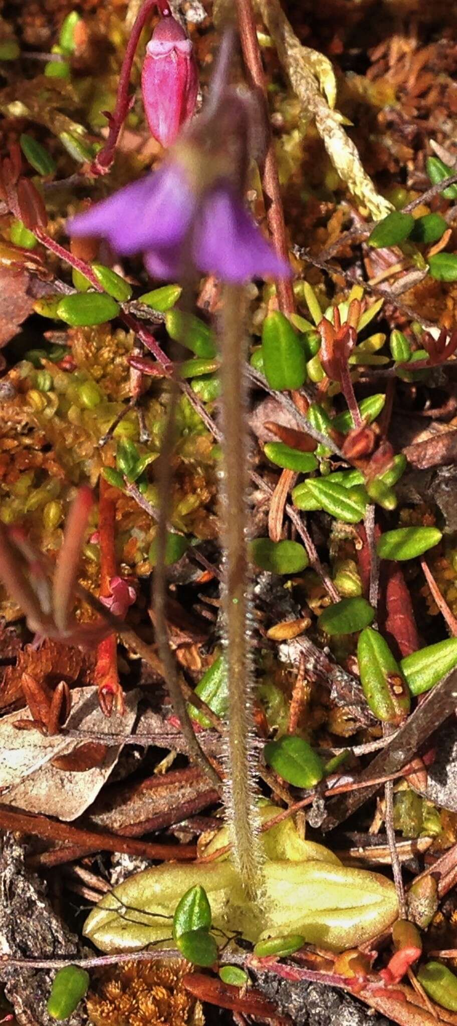 Imagem de Pinguicula villosa L.