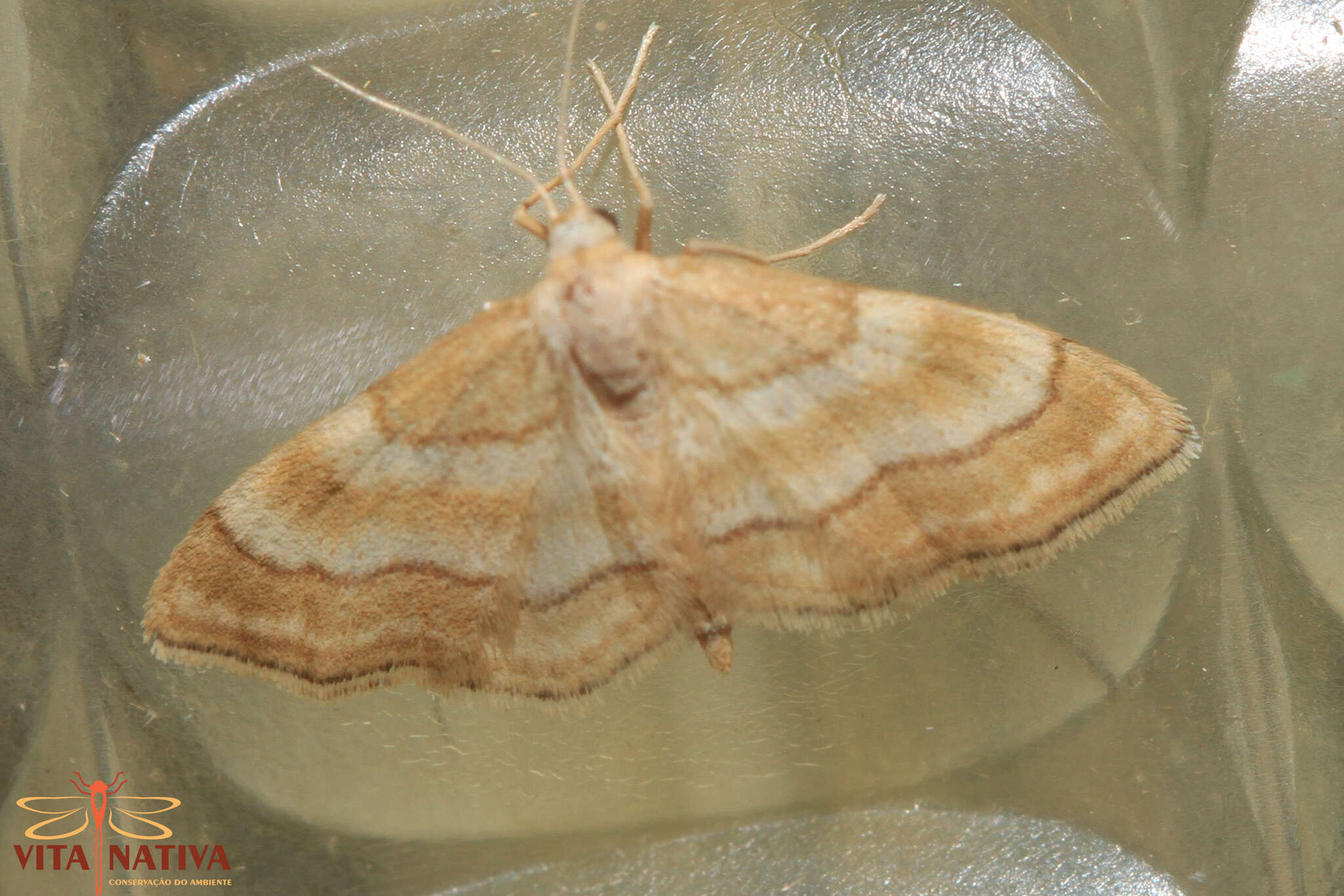 صورة Idaea circuitaria