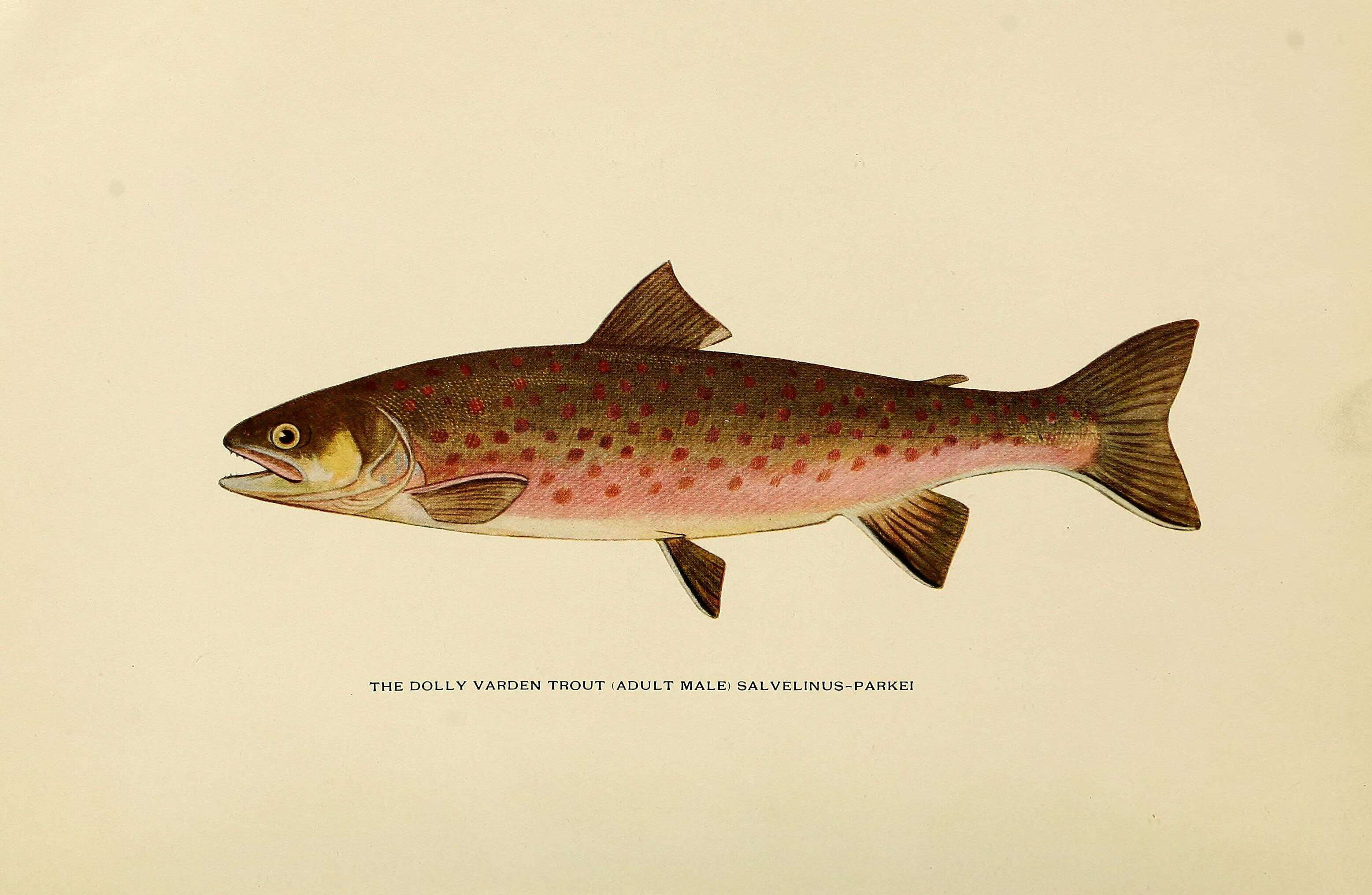 Image of Dolly Varden