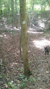 Слика од Tilia americana var. heterophylla (Vent.) Loudon