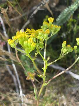 Image de Senecio variifolius DC.