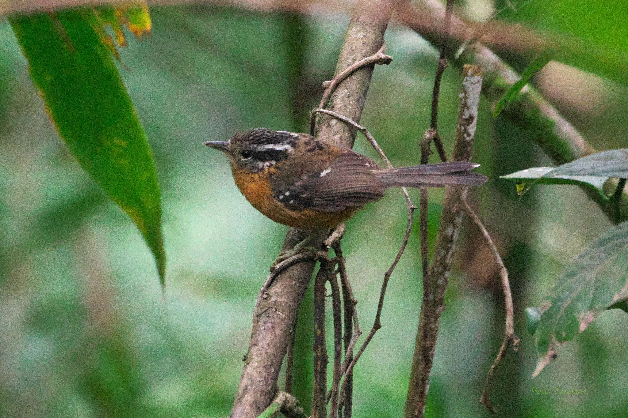 Image of Ferruginous Antbird