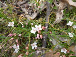 Image de Cyanothamnus nanus var. hyssopifolius