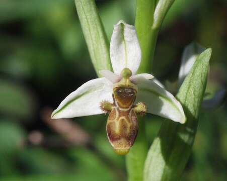 Image de Ophrys scolopax subsp. apiformis (Desf.) Maire & Weiller