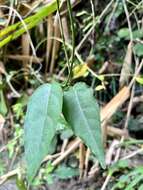 Image of Marsdenia tinctoria R. Br.