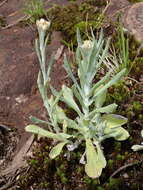 Image of many stem cudweed