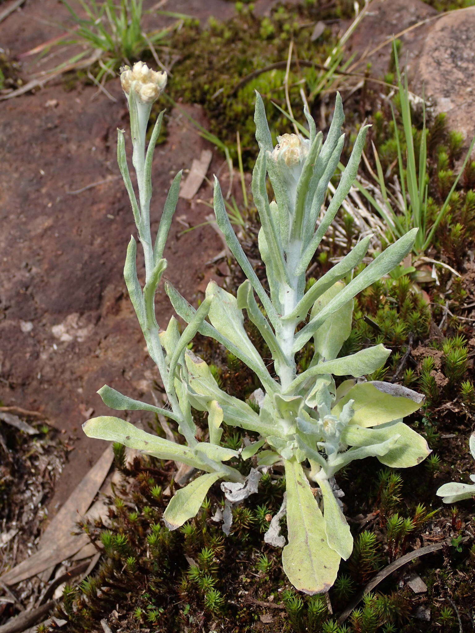 Image of many stem cudweed