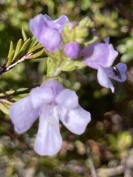 Imagem de Euphrasia collina subsp. collina