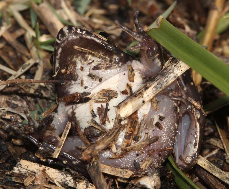 Image of Gray's Stream Frog