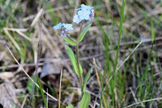 Image of Myosotis alpestris subsp. alpestris