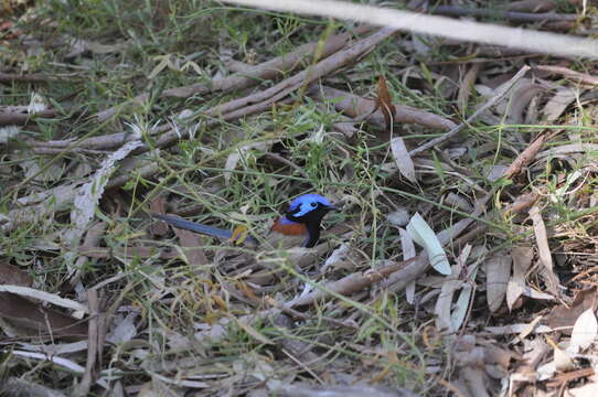 Image of Purple-backed Fairywren