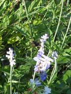 Xylocopa tabaniformis parkinsoniae Cockerell 1917 resmi