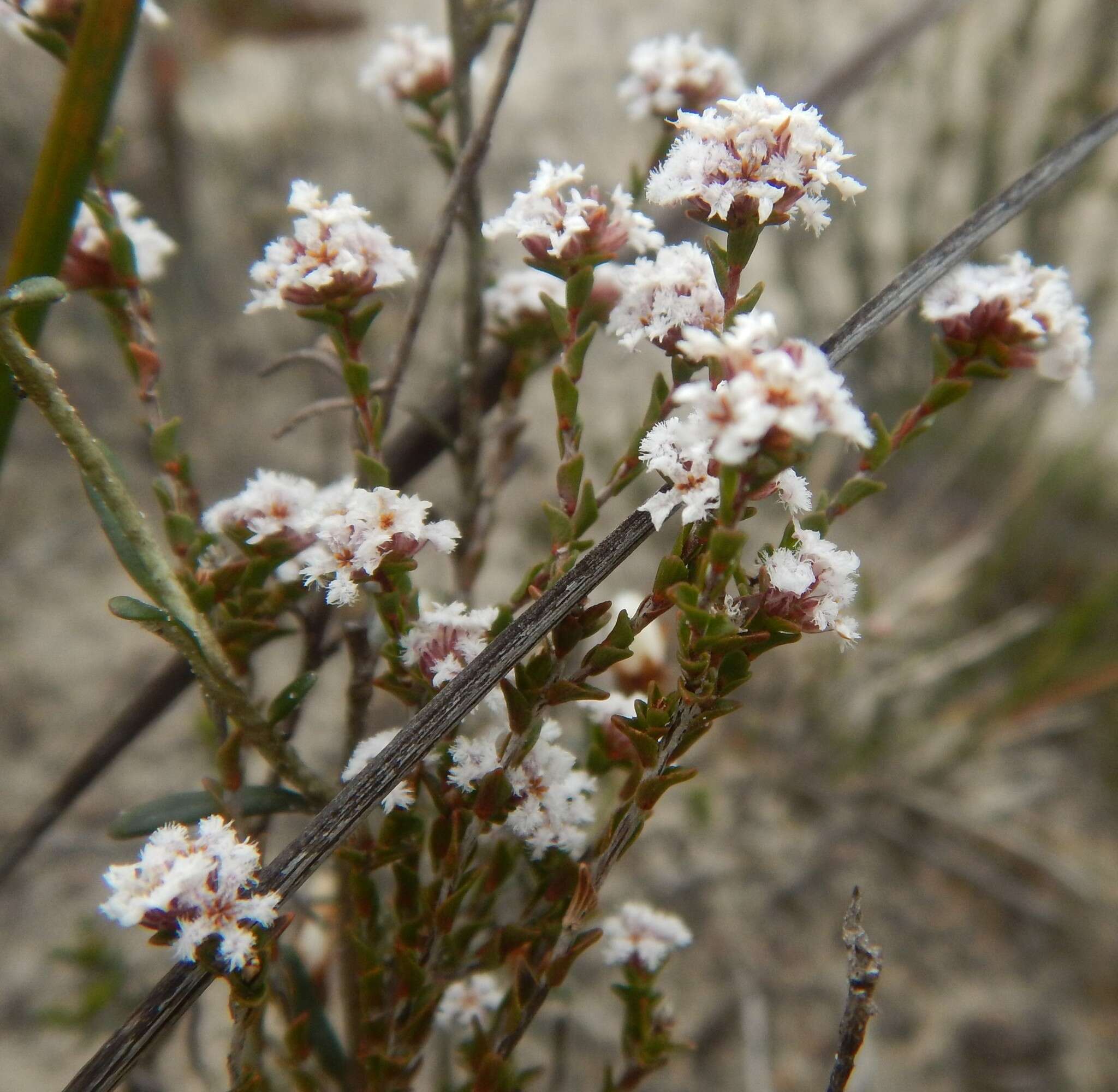 Слика од Leucopogon costatus (F. Muell.) J. Black