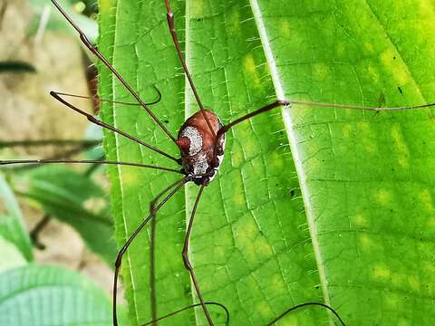 Image of <i>Marthana niveata</i>