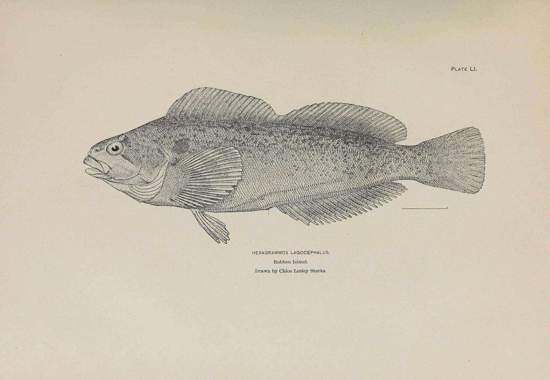 صورة Hexagrammos lagocephalus (Pallas 1810)