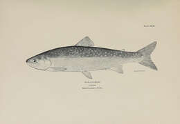 Image of Dolly Varden