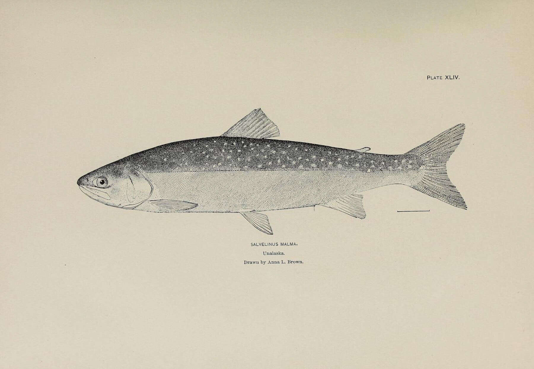 Image of Dolly Varden