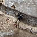 Image of Shore spider